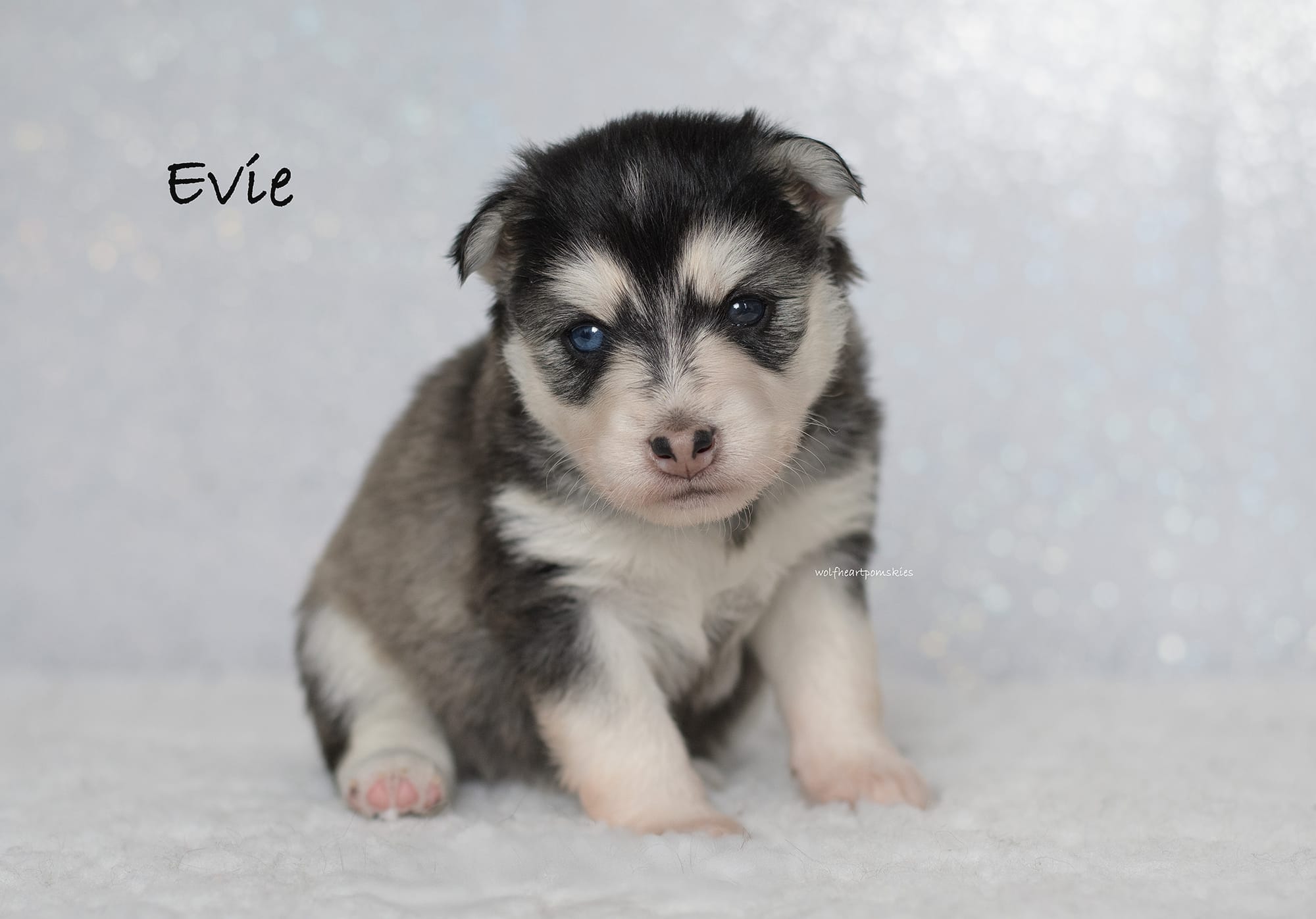 Evie
