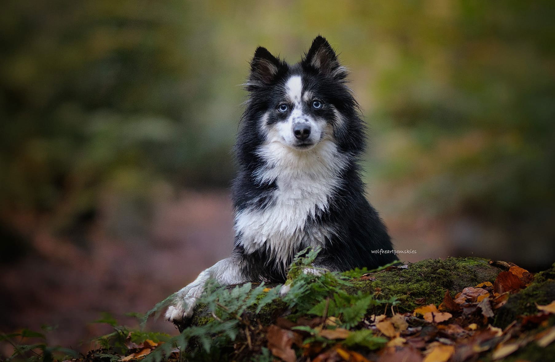Raven's Retirement Litter, 2026