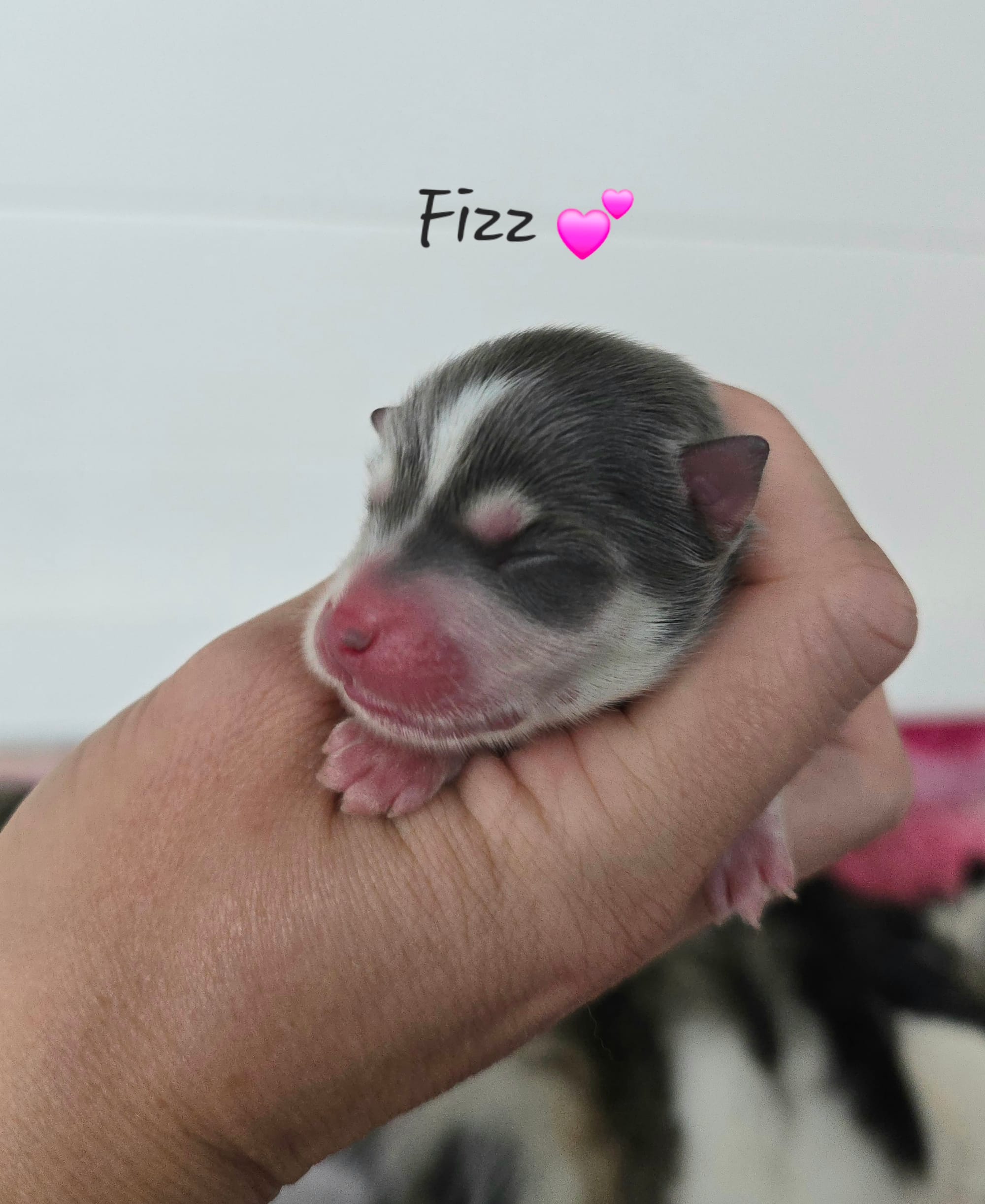 Fizz