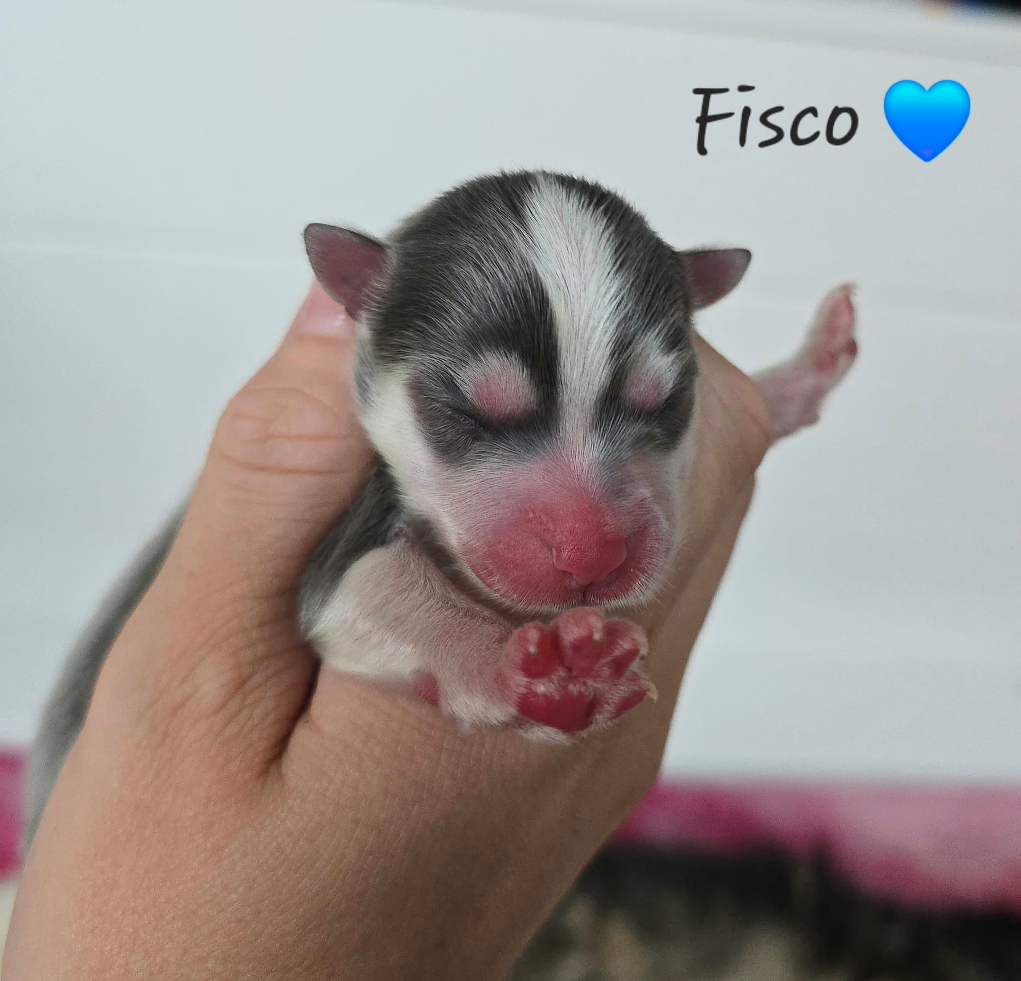 Fisco, ON HOLD