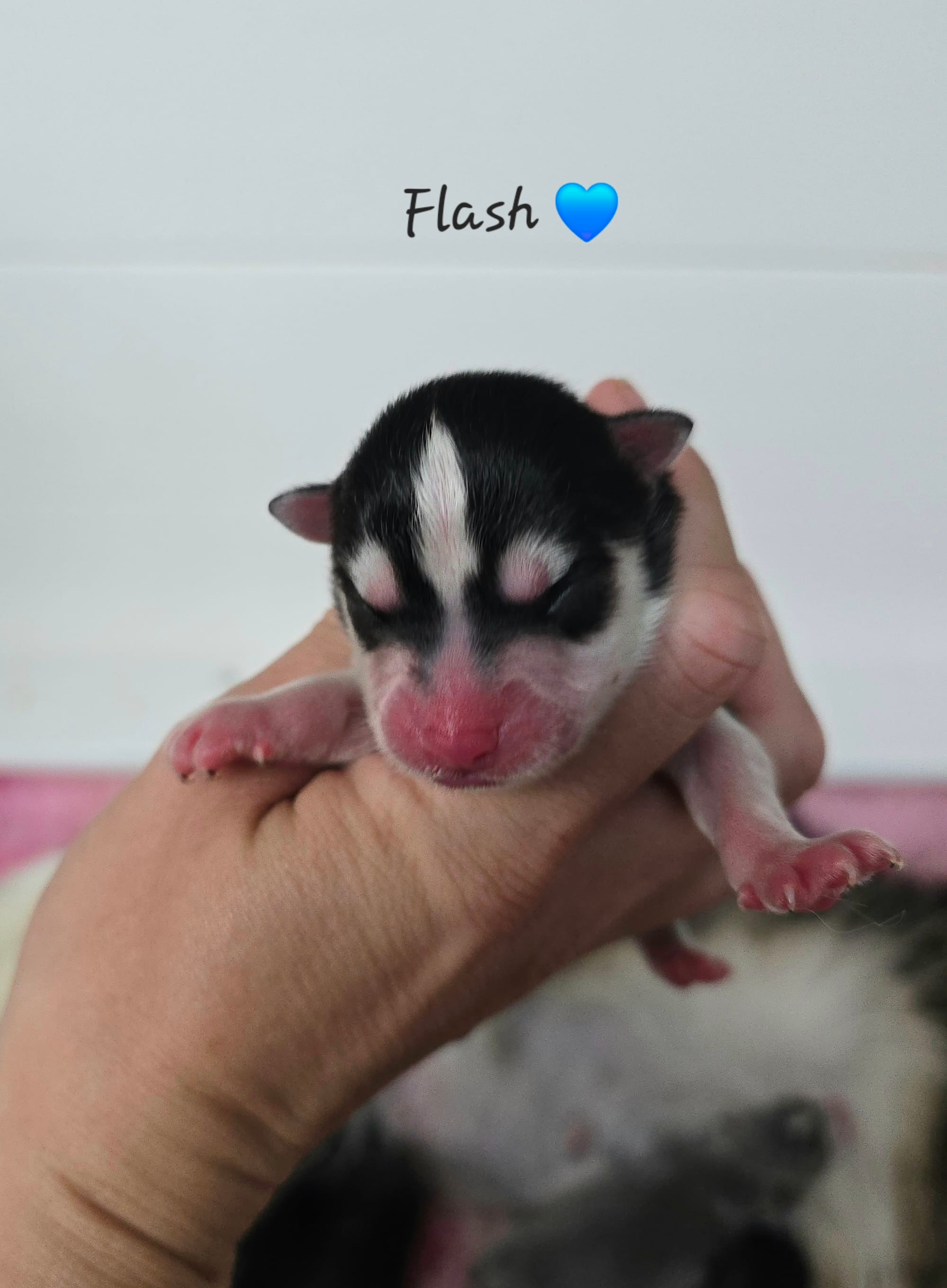Flash, ON HOLD