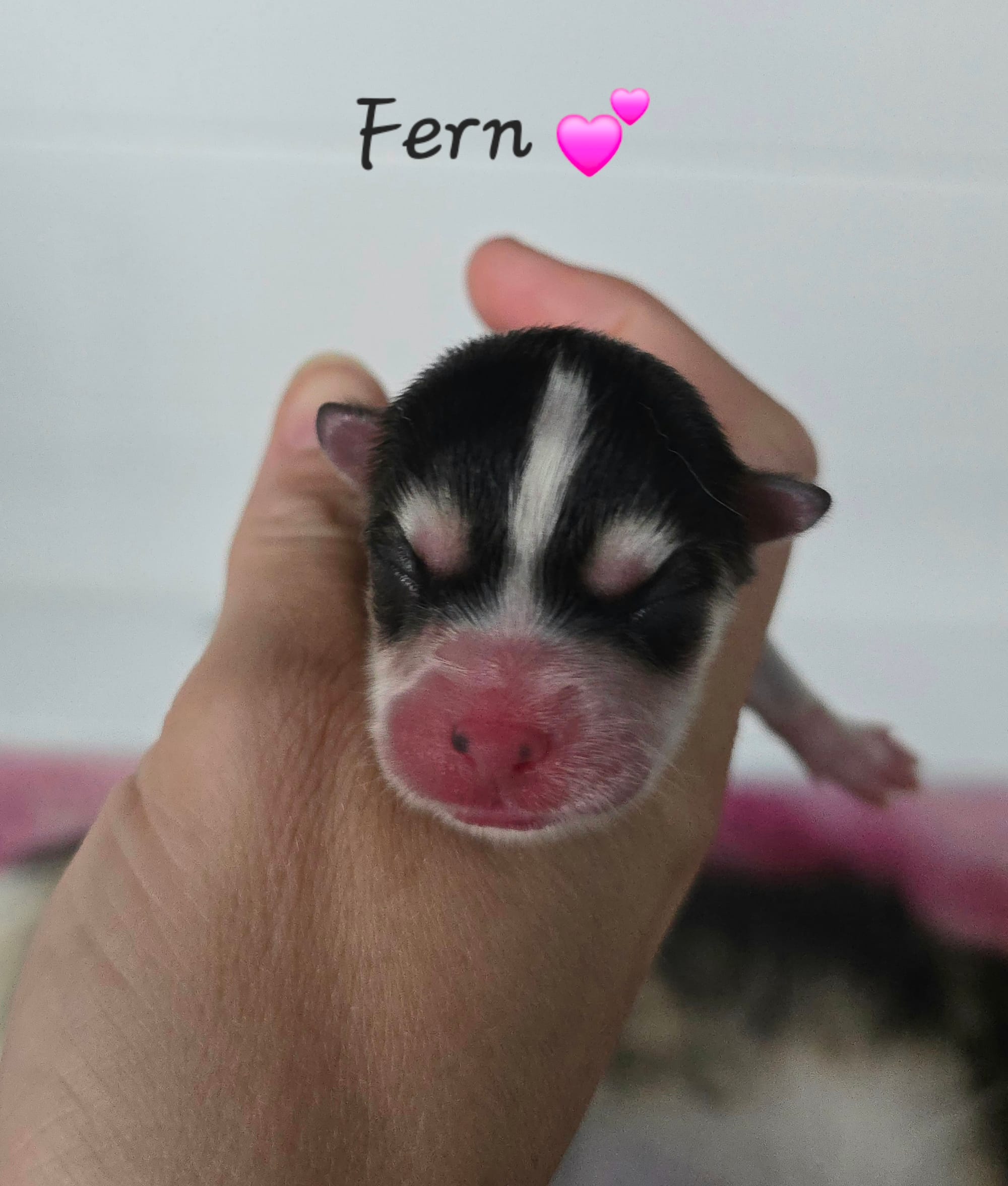 Fern