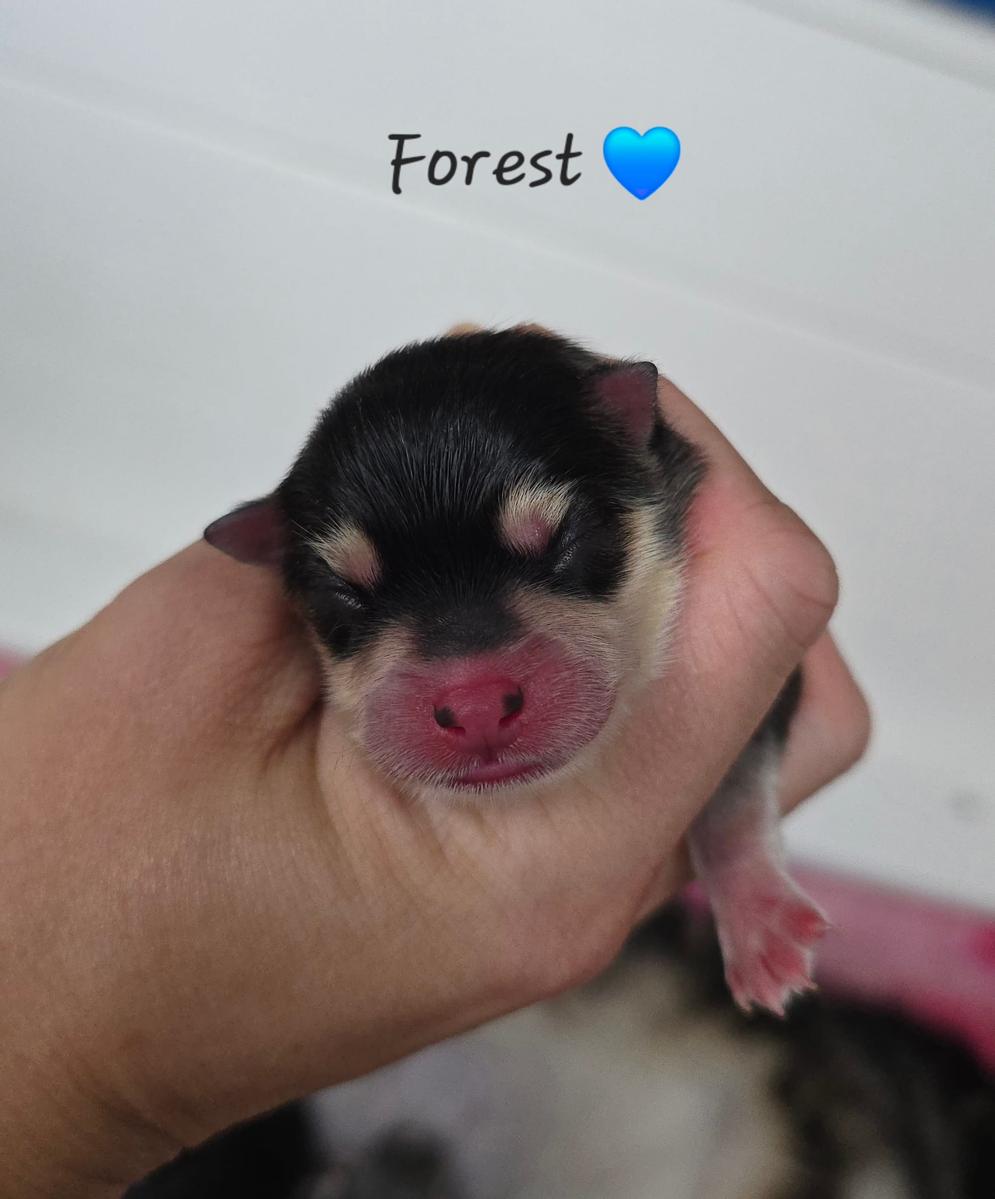 Forest, ON HOLD