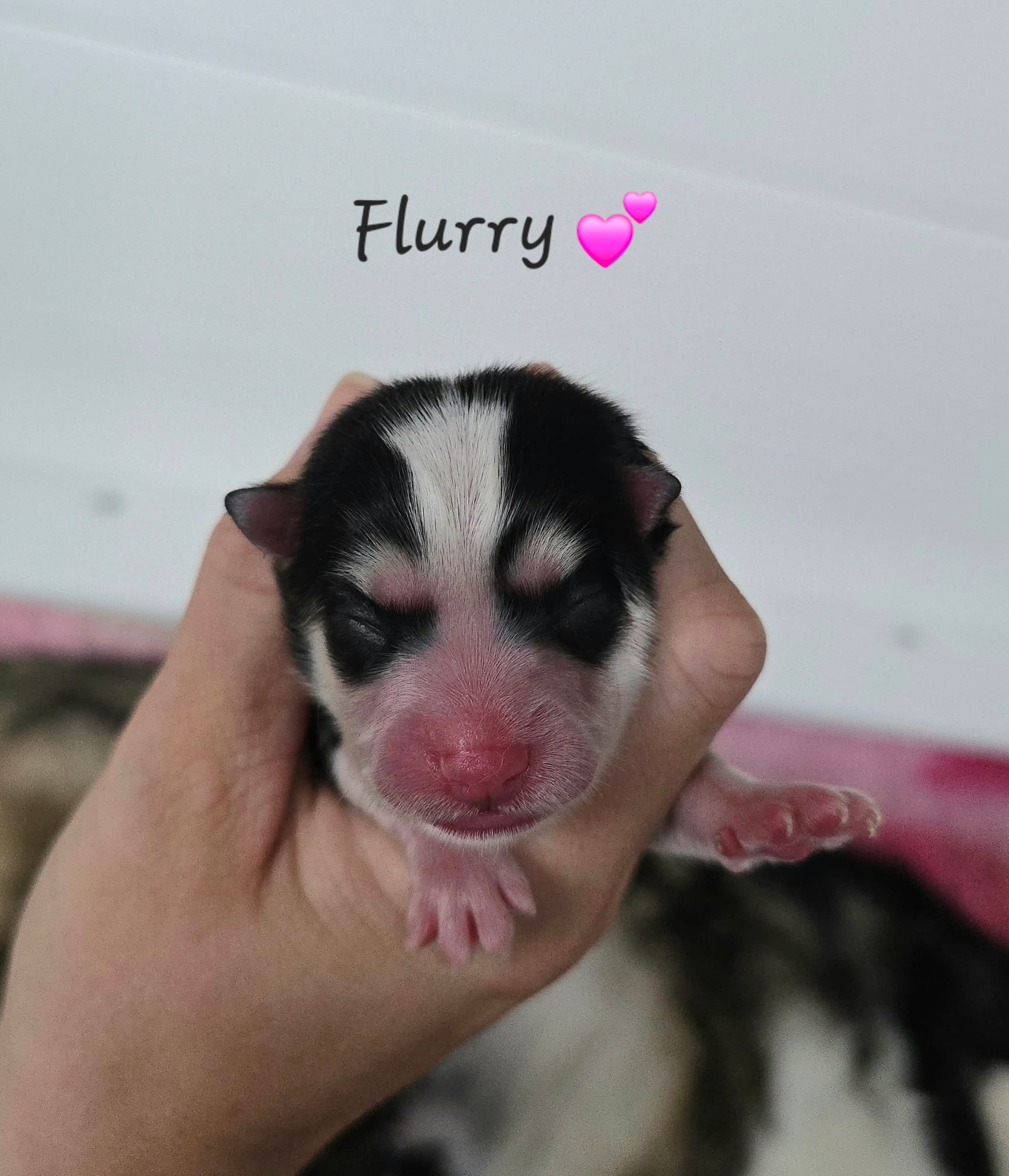 Flurry