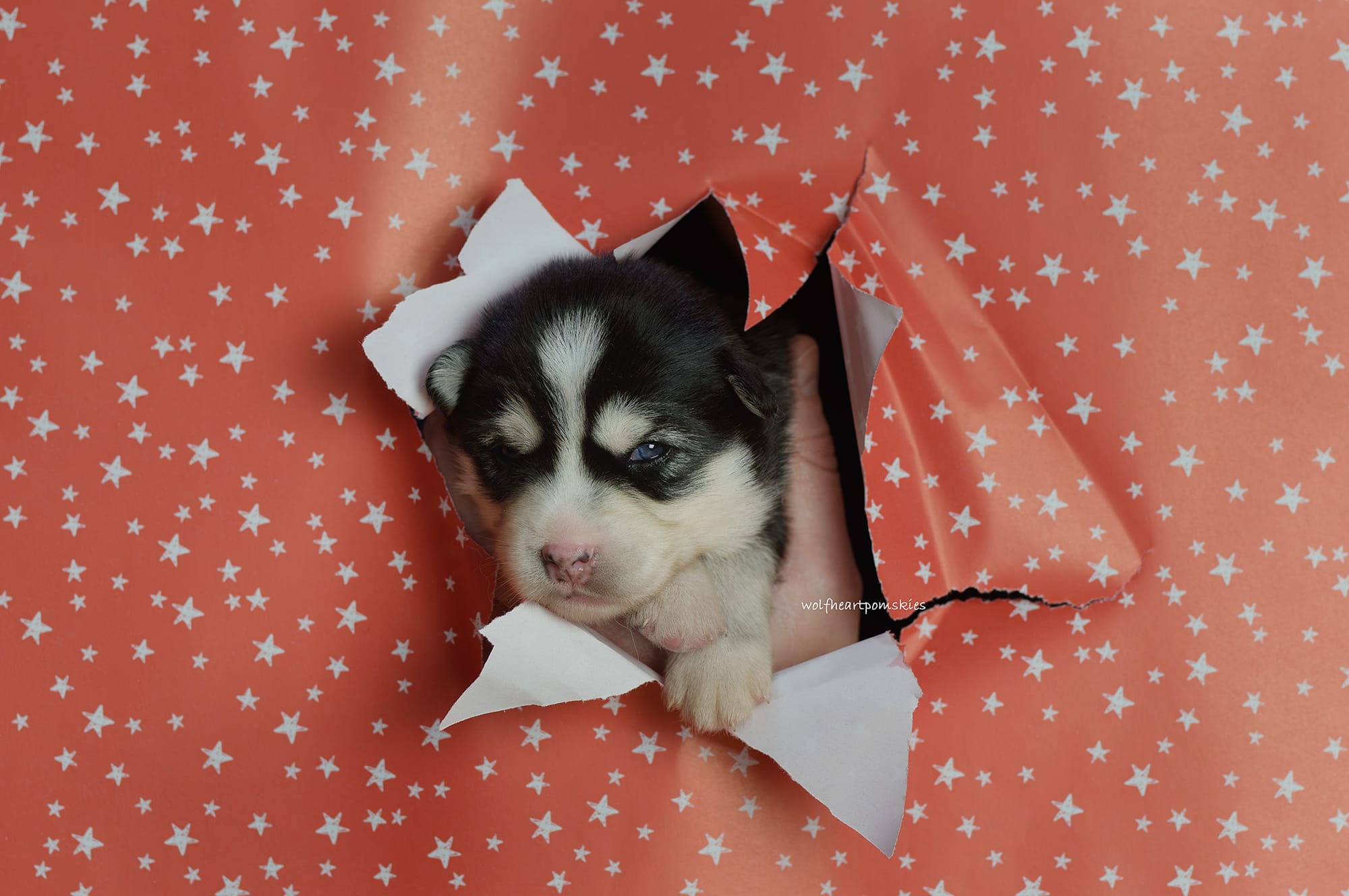 Gomez- WAITLIST PENDING