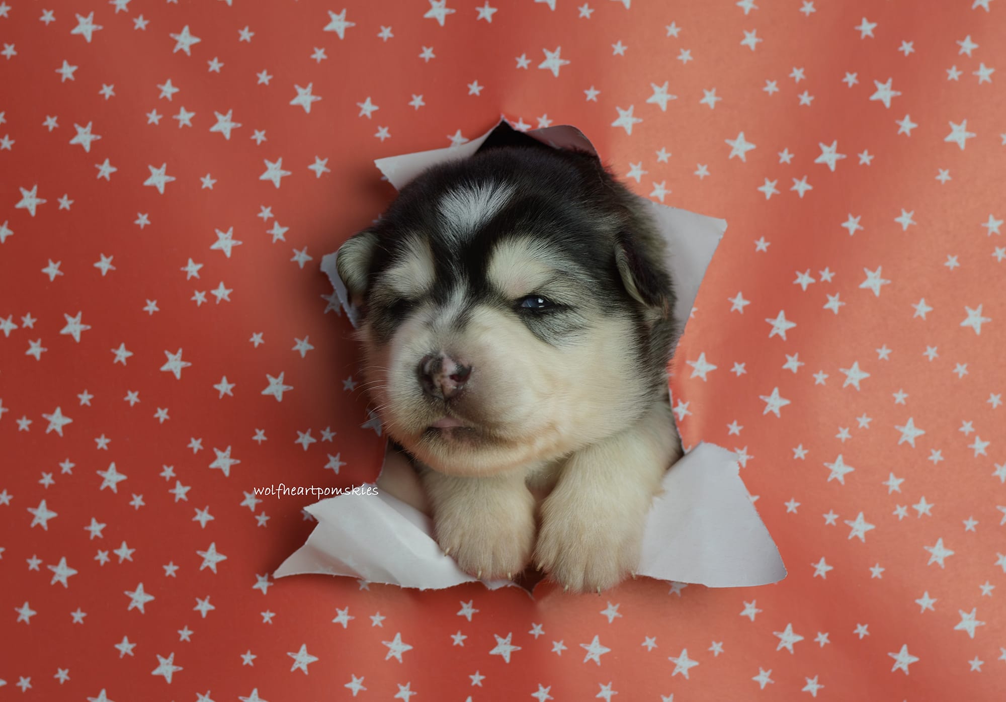 Ginny- WAITLIST PENDING