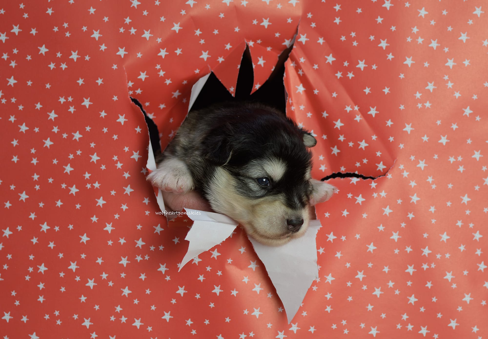 Gable- WAITLIST PENDING