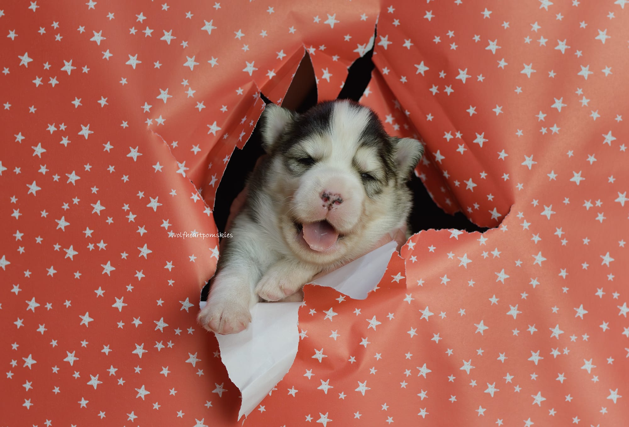 Grover- WAITLIST PENDING