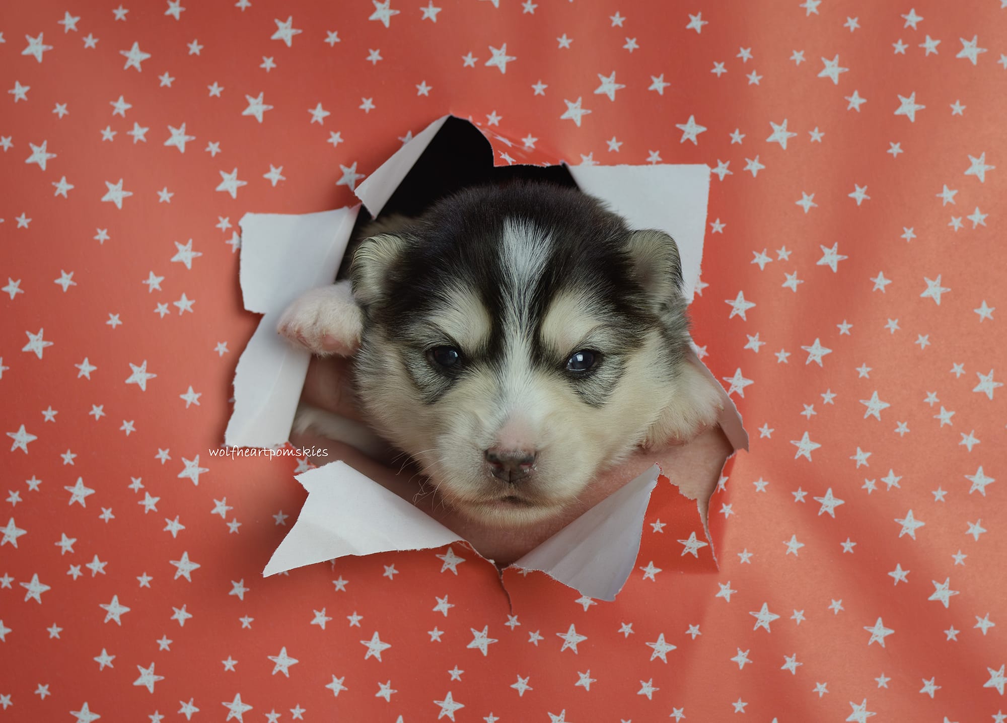 Grace- WAITLIST PENDING