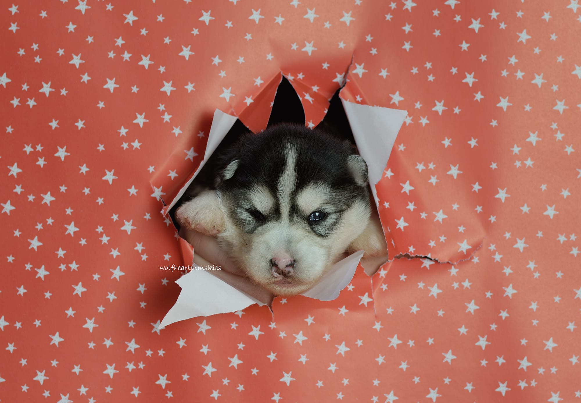 Gaia- WAITLIST PENDING