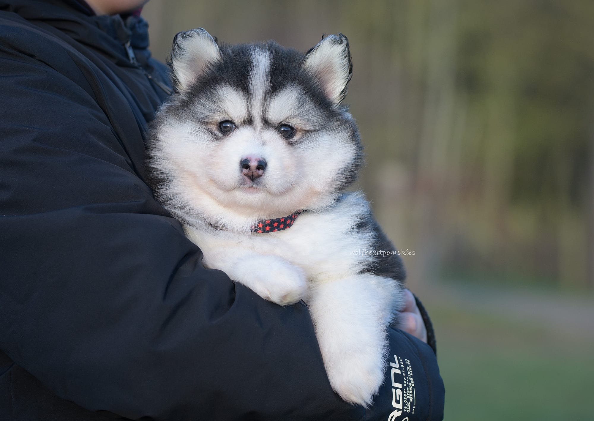 Gaia- RESERVED PENDING VIEWING