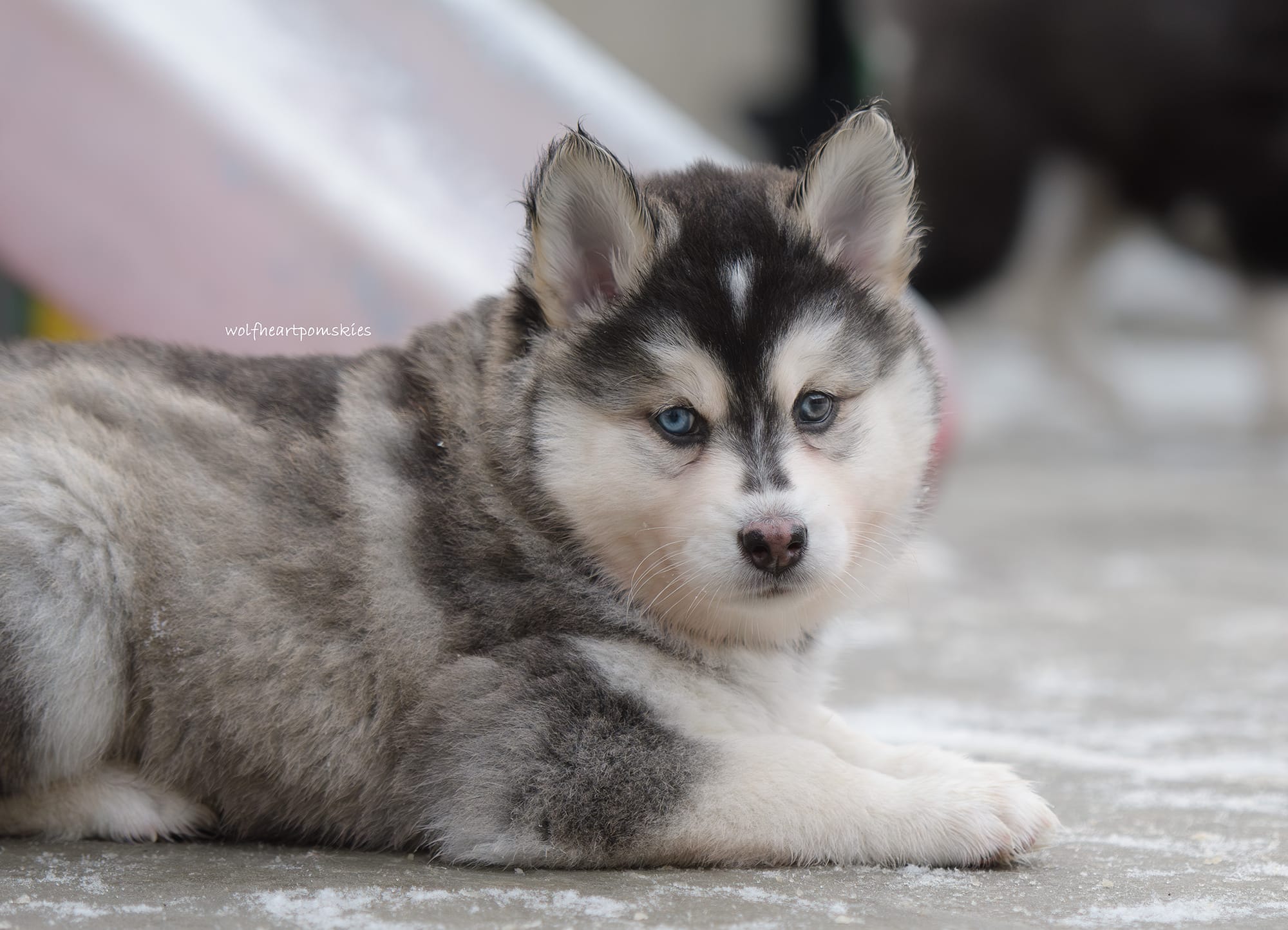 Ginny- WAITLIST PENDING