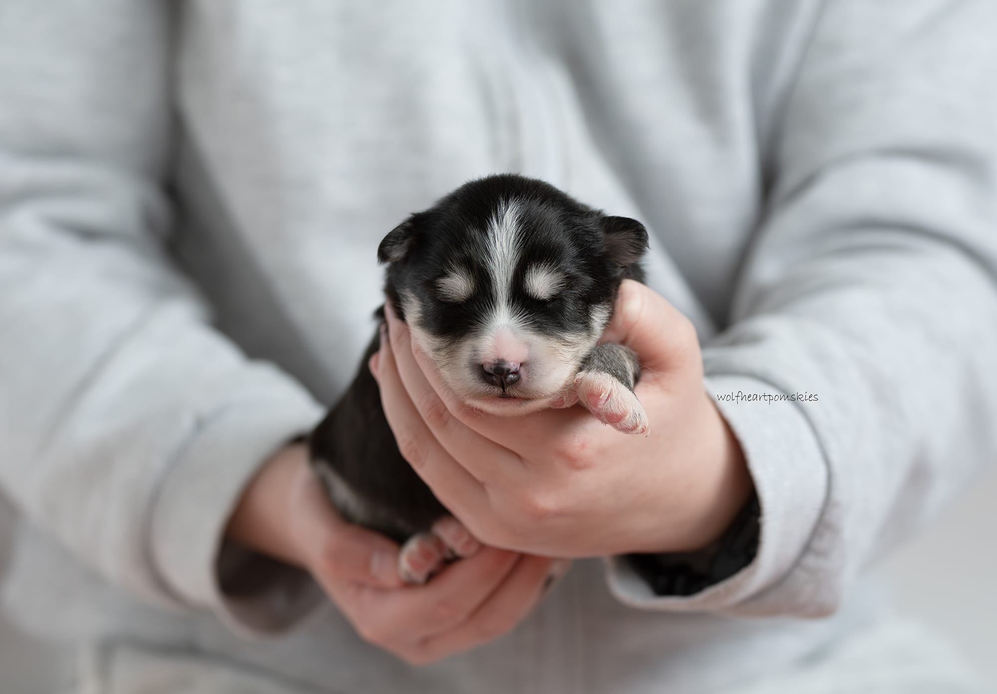 Hendrix II- Waitlist Pending