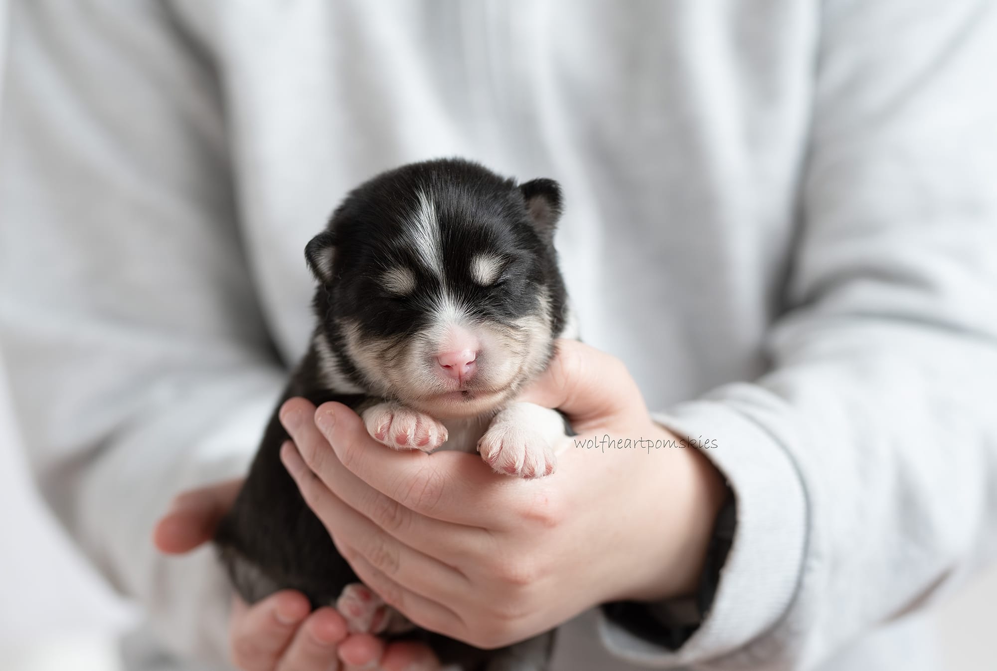 Hilton- Waitlist Pending