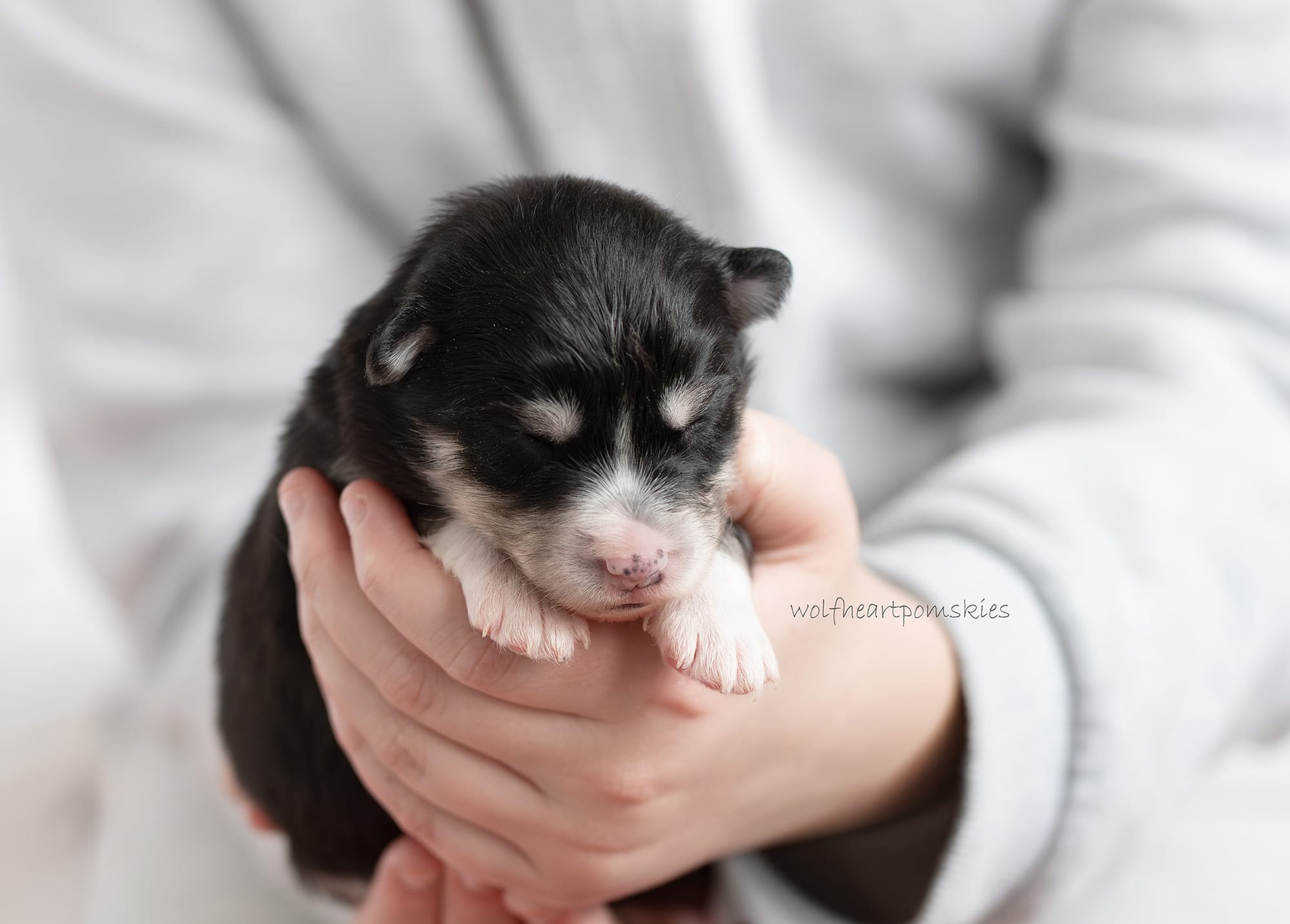 Holly - Waitlist Pending