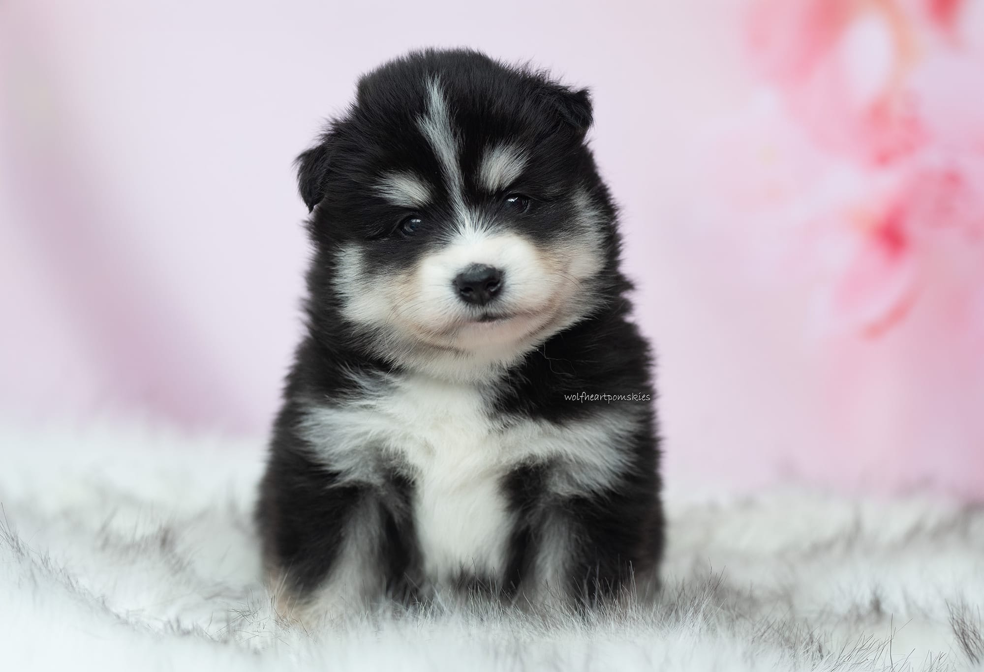 Hendrix II- Waitlist Pending