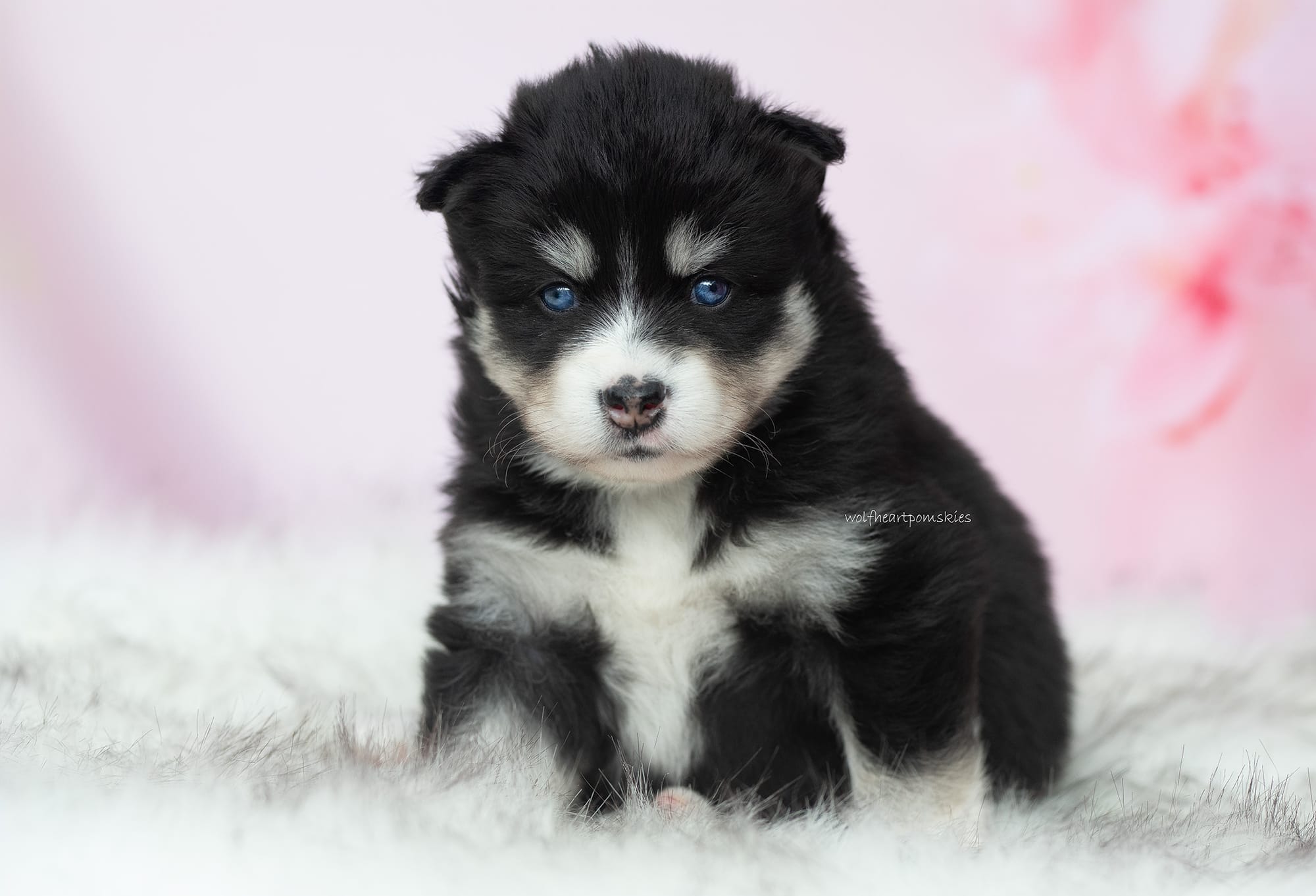 Holly - Waitlist Pending