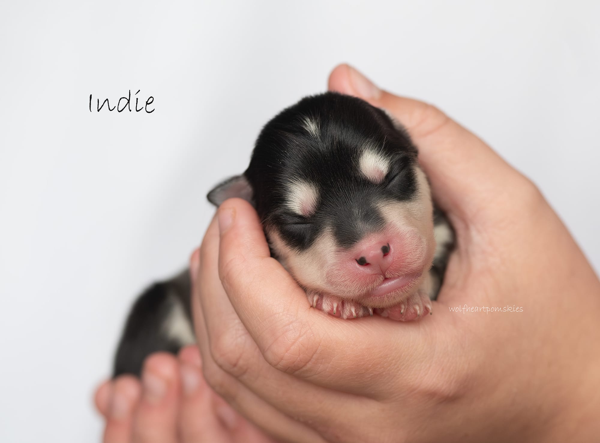 Indie