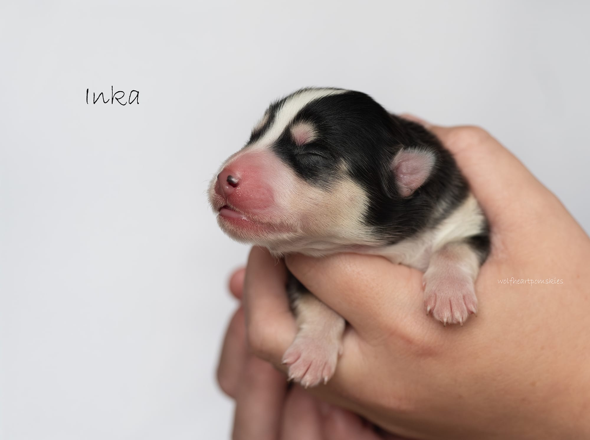 Inka