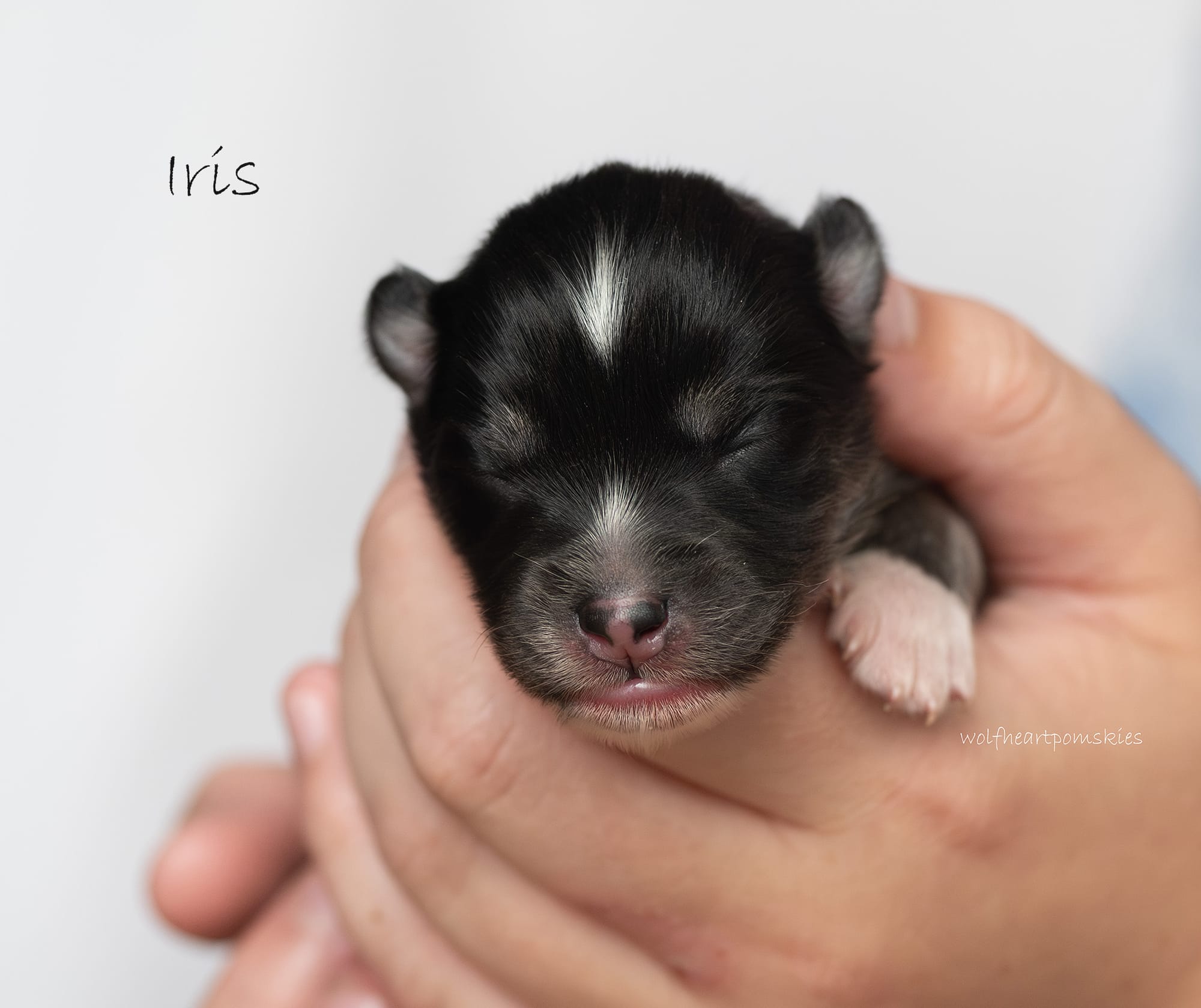 Iris