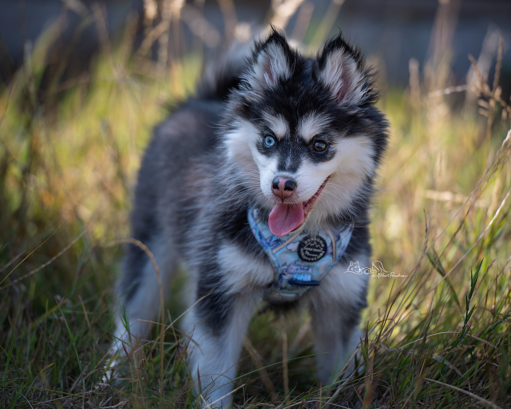 Ivy seeks a special kind of family