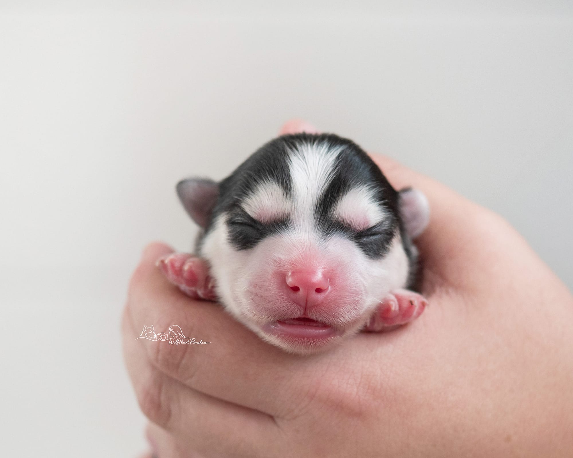 F4 Pomsky Juno- Waitlist Pending