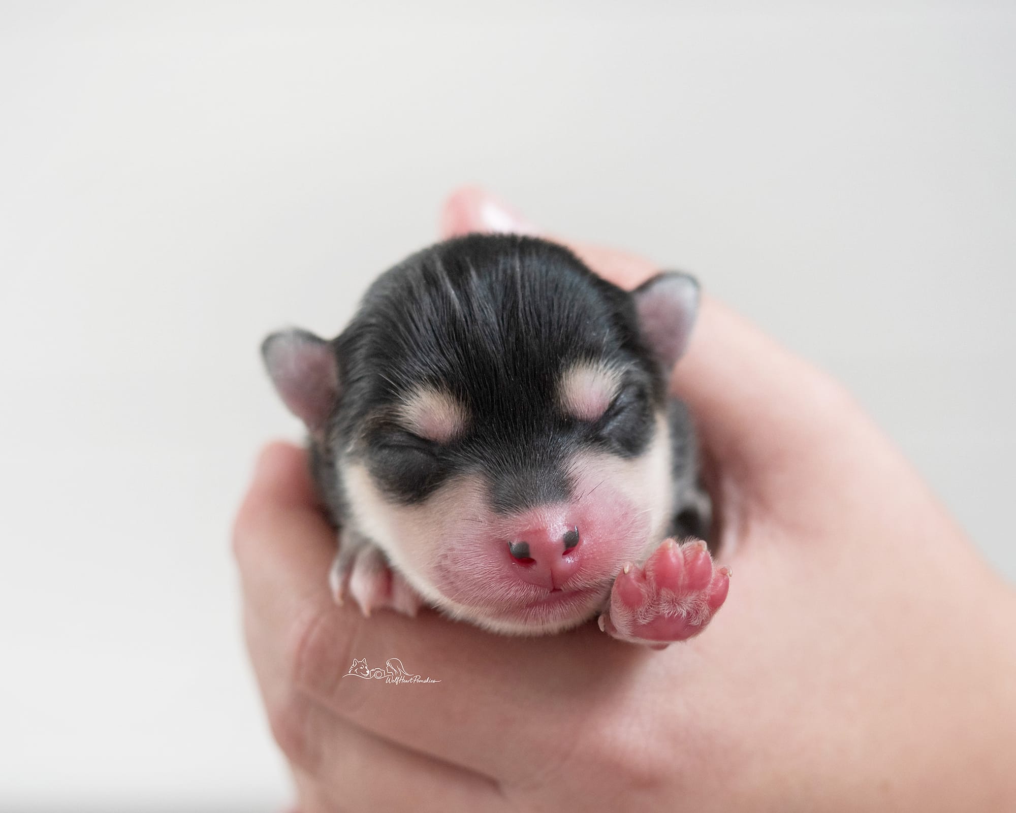 F4 Pomsky Journey- Waitlist Pending