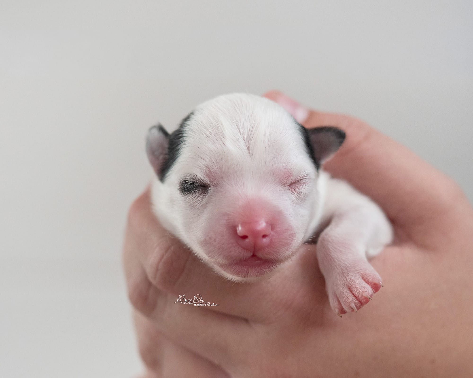 F4 Pomsky Jasmine- Waitlist Pending