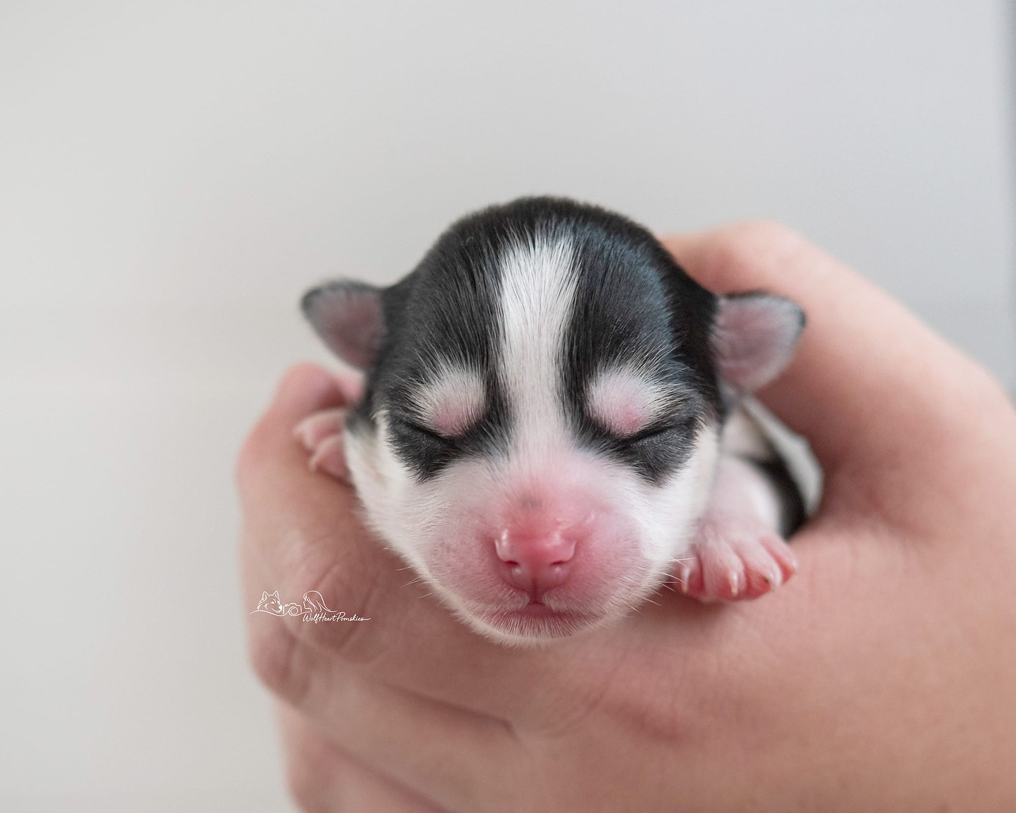 F4 Pomsky Jersey- Waitlist Pending