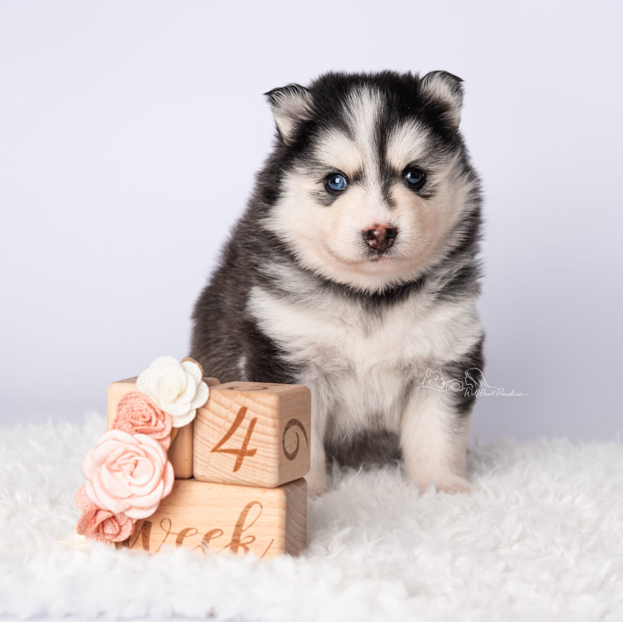 F4 Pomsky Juno- Waitlist Pending