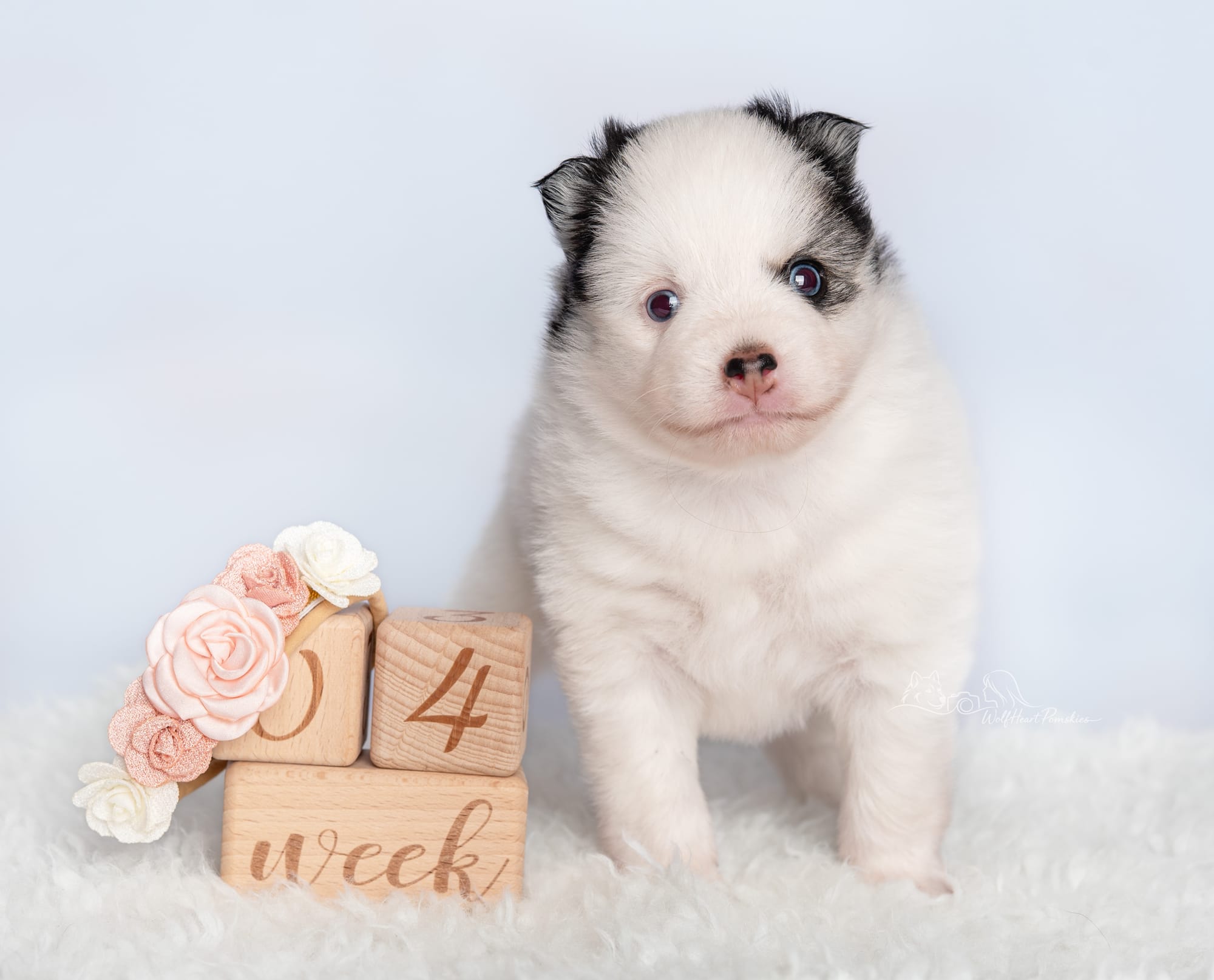 F4 Pomsky Jade- Waitlist Pending