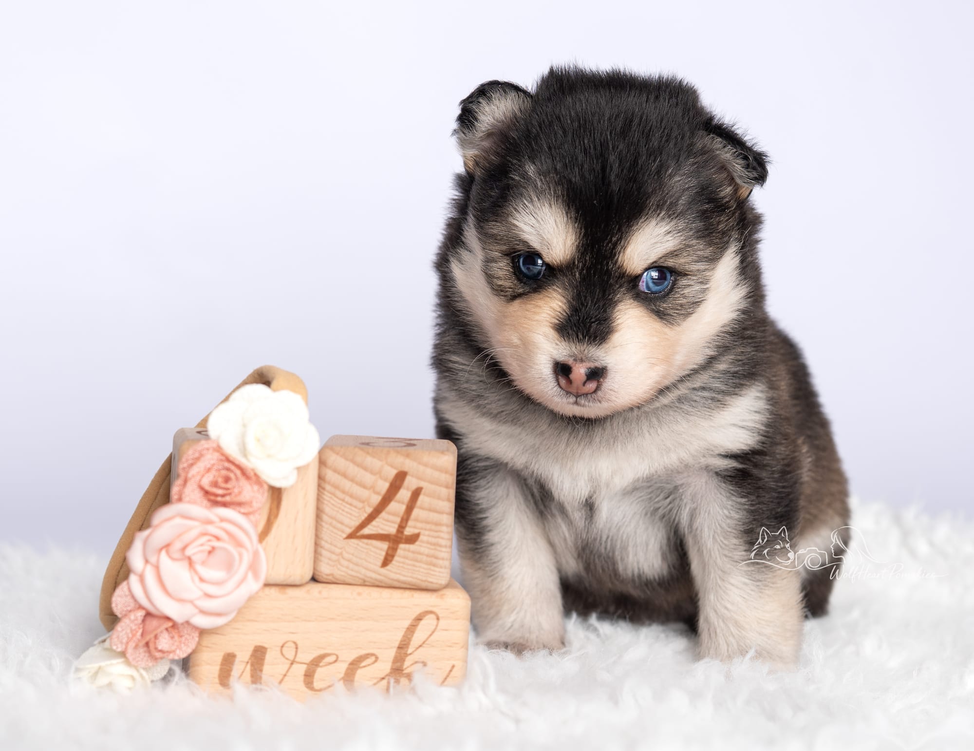 F4 Pomsky Journey- Waitlist Pending