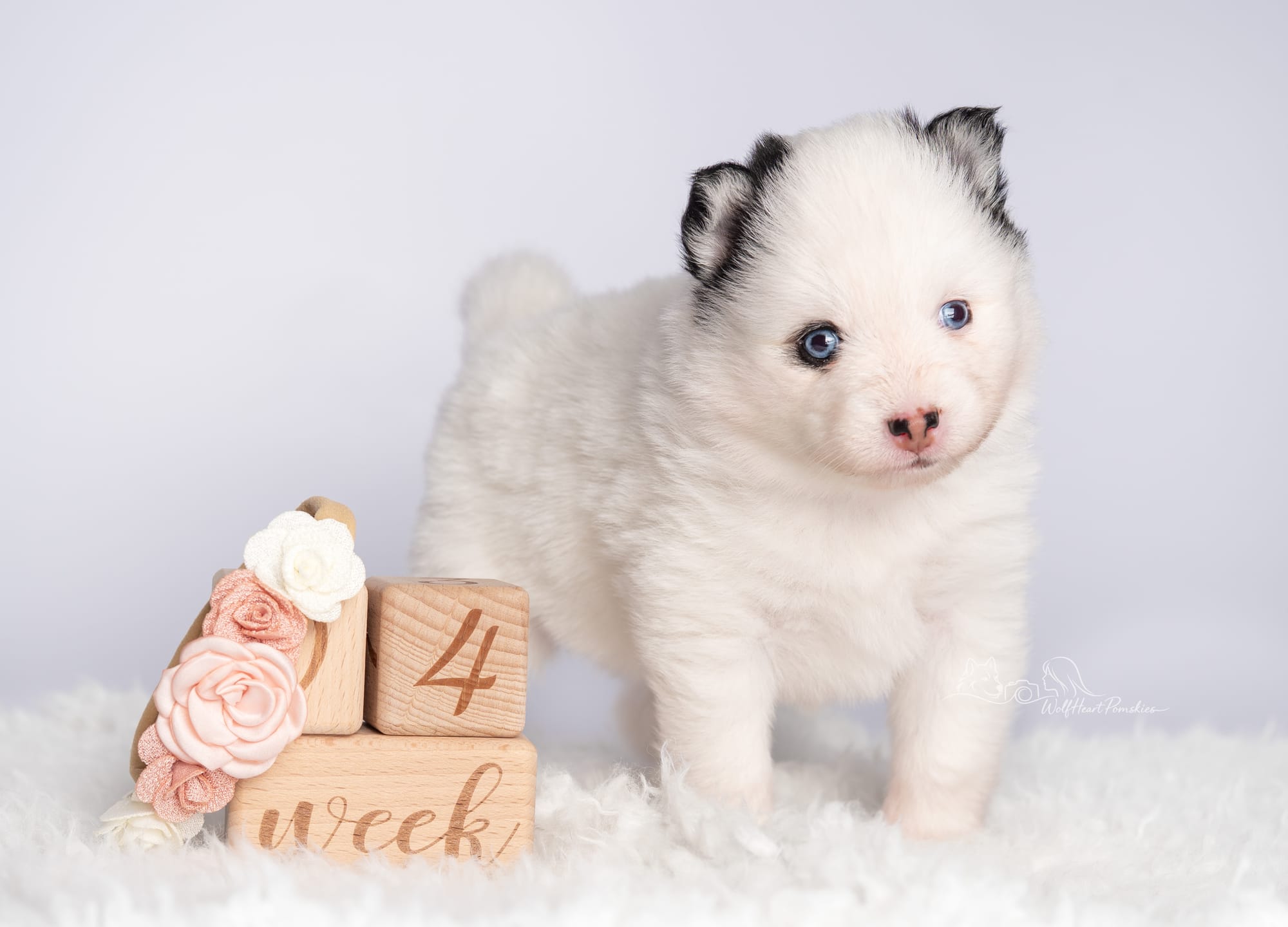 F4 Pomsky Jasmine- Waitlist Pending