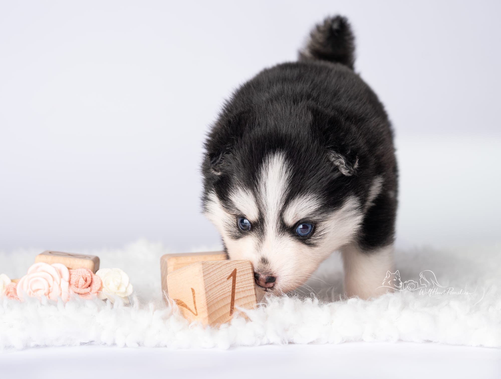 F4 Pomsky Jersey- RESERVED