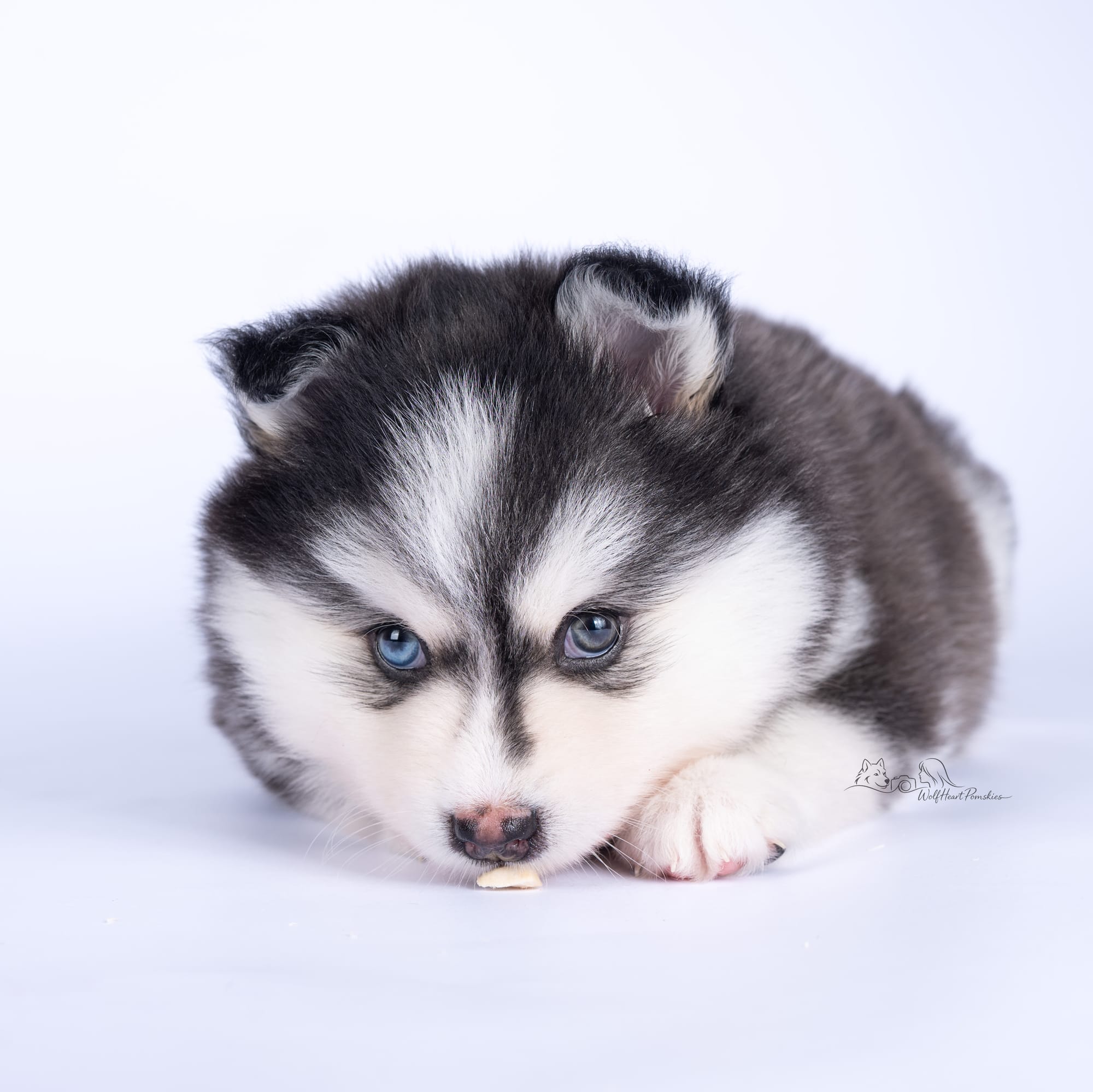 F4 Pomsky Juno- RESERVED