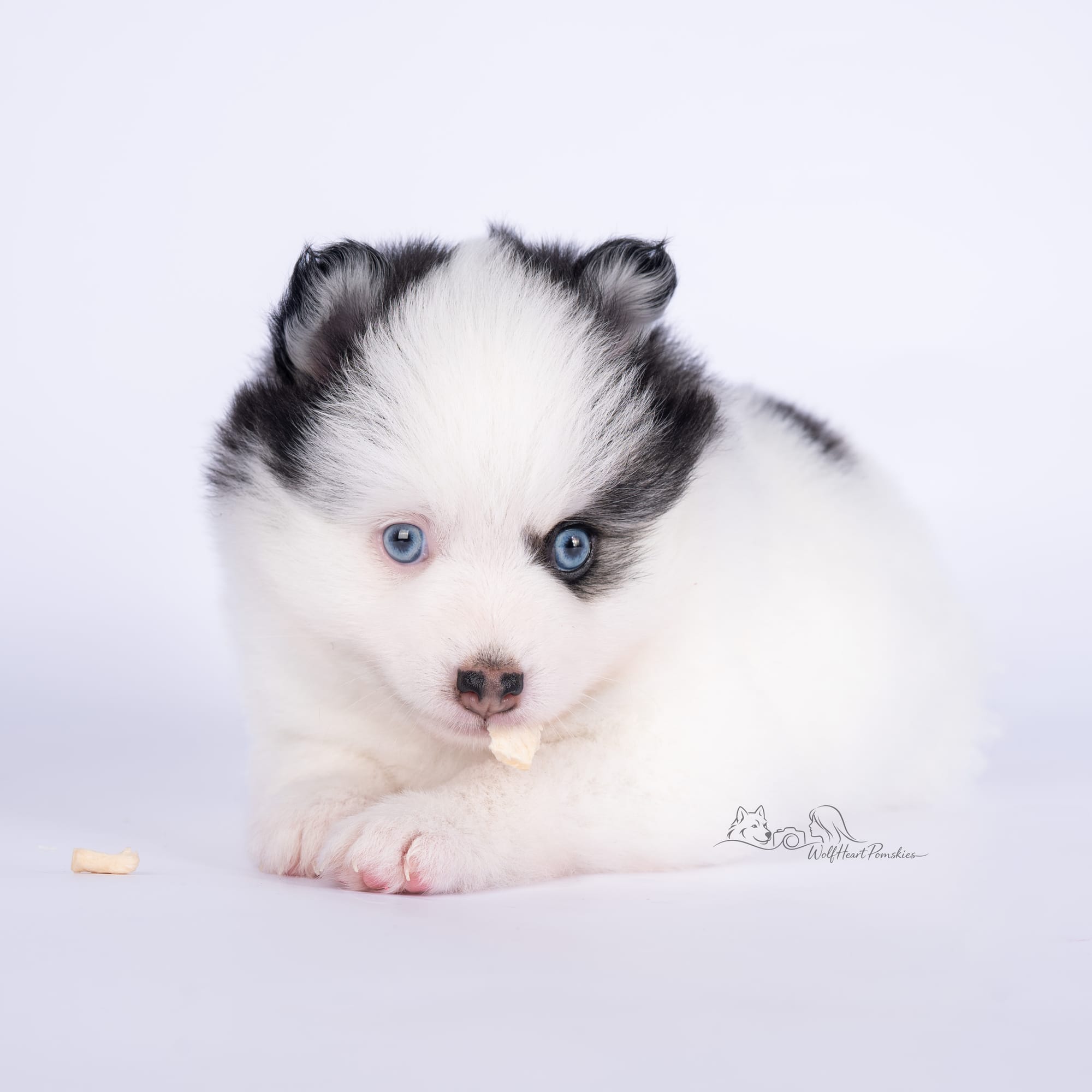 F4 Pomsky Jade- AVAILABLE