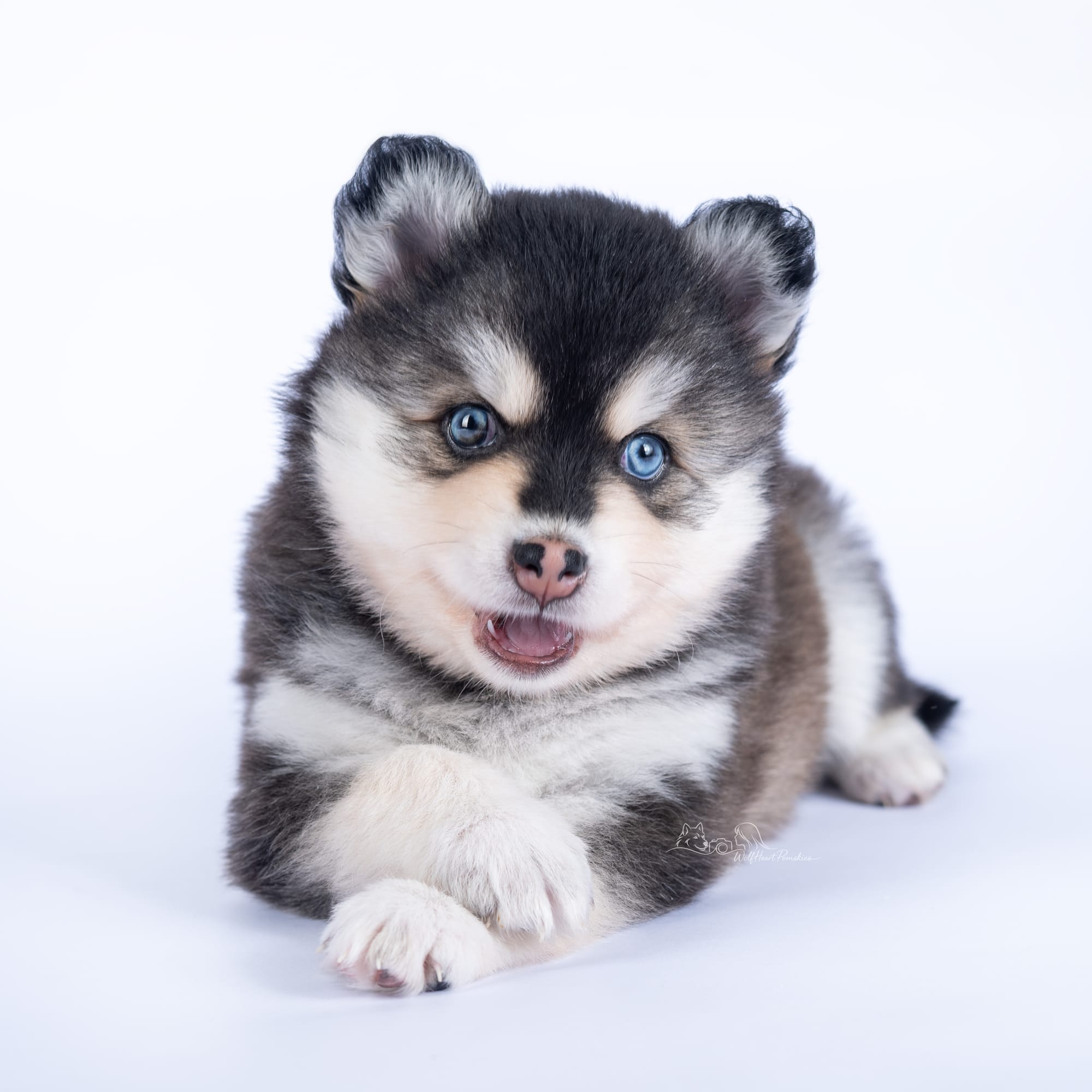 F4 Pomsky Journey- RESERVED