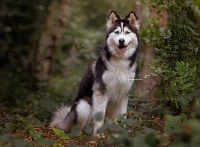 Astra- Husky cross image