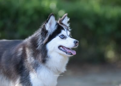 Alaska- F3 Pomsky image