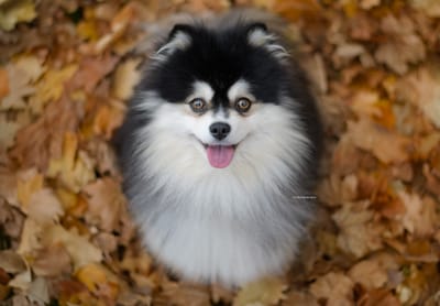 Hendrix- 4.5kg F2 Pomsky image