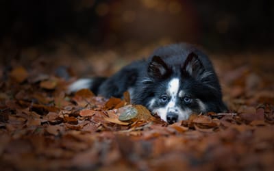 Raven- F3 Pomsky image