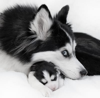 Alaska- F3 Pomsky image