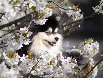 Hendrix- 4.5kg F2 Pomsky image