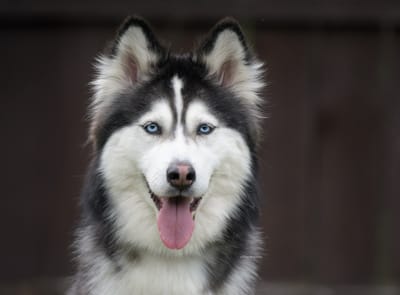 Astra- Husky cross image
