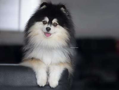 Hendrix- 4.5kg F2 Pomsky image