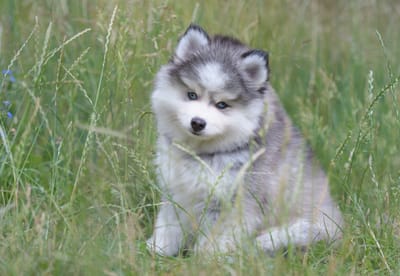 Enzo- F3 Pomsky image