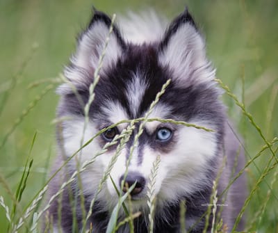 Eden- F3 Pomsky image