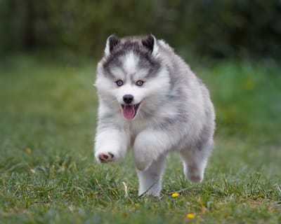 Enzo- F3 Pomsky image
