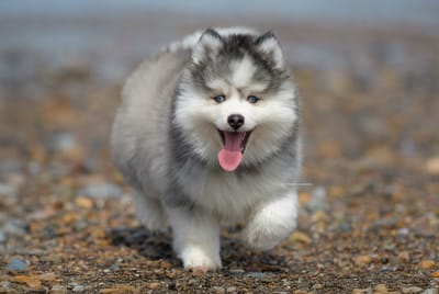 Enzo- F3 Pomsky image