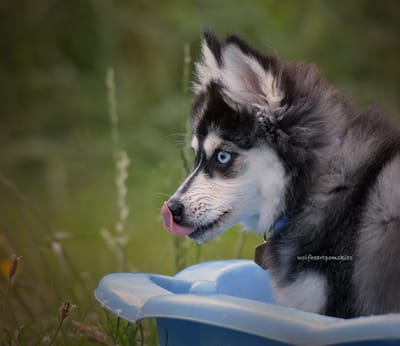 Eden- F3 Pomsky image